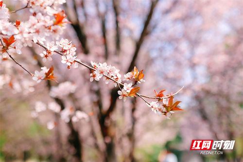 1678843012341-3qj1qa5qvs