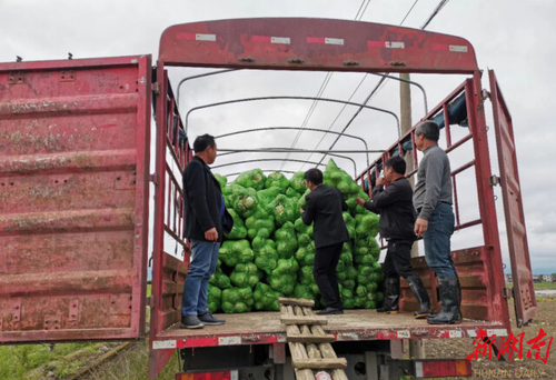 金沙集团1862cc驻村工作队:情系菜农拓销路,为民解忧暖人心