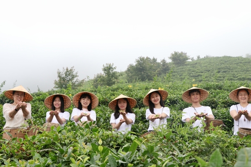 茶场调研 茶场调研